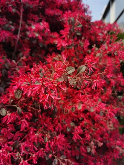 紅花喬木|紅花檵木